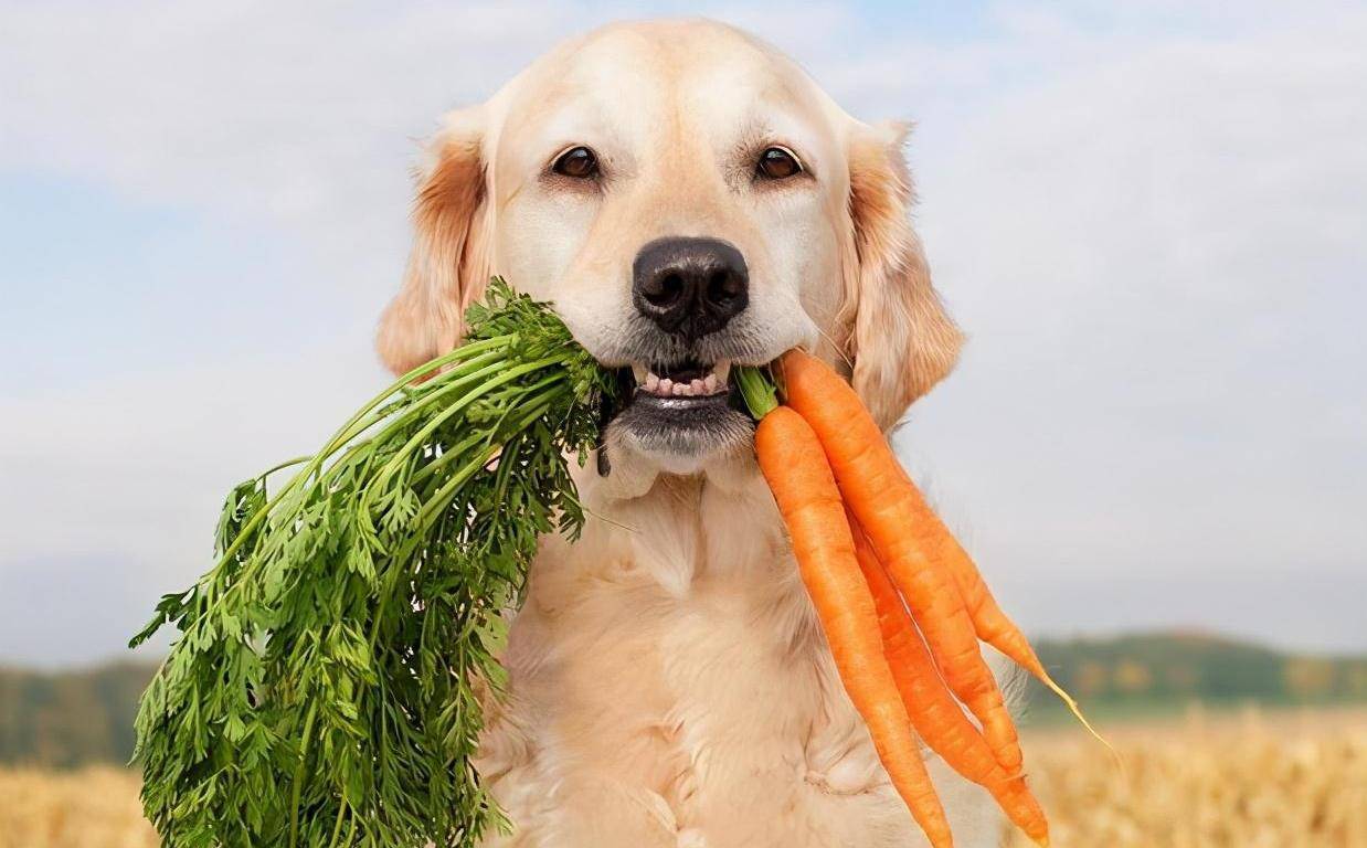 提醒：狗狗最不该吃的5种蔬菜，以免中毒