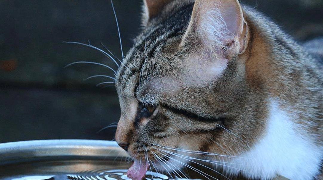 怎样才能让猫咪正常喝水？运用这些方法来呵护它们的健康。