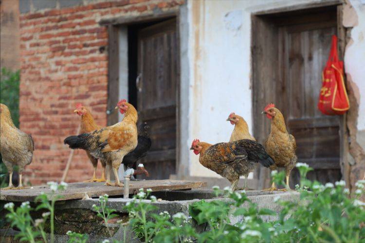 风靡一时的农村“散养土鸡”，为啥不火了，4个原因残酷却很现实
