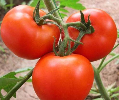如何分辨西红柿是否有“激素”？教你一招，轻松避开