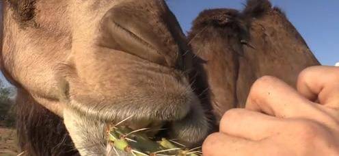 为何骆驼最爱吃仙人掌？难道不怕疼吗？和你想的不大一样