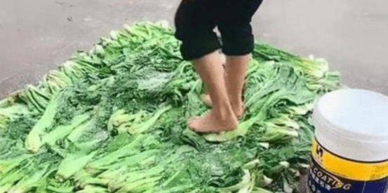 在农村，酸菜都是这样“踩”出来的，看完后还会说土特产好？