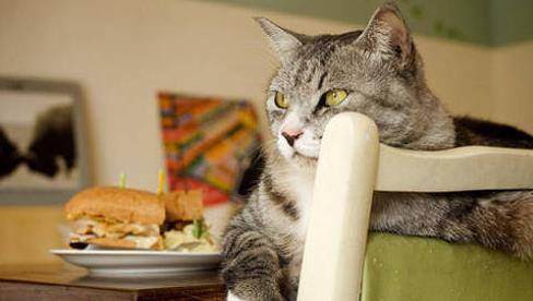 总被猫咪“肠胃问题”困扰，了解原因从猫开始
