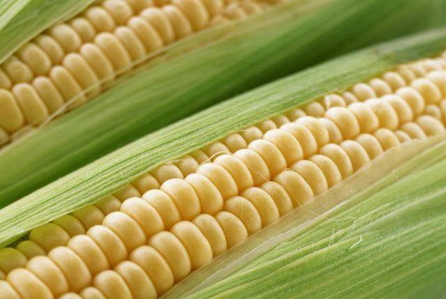 影响玉米产量的最大一关，做对这两点，有效预防玉米倒伏
