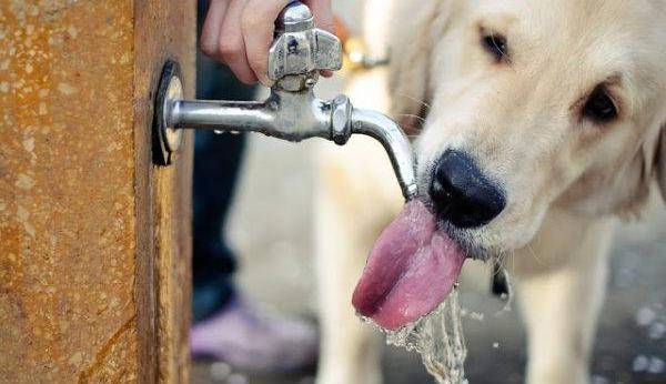 水虽然是生命之源，但是喝多了也会有问题，狗狗怎样才算水喝多了