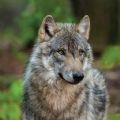森林狼生存模拟器手机版